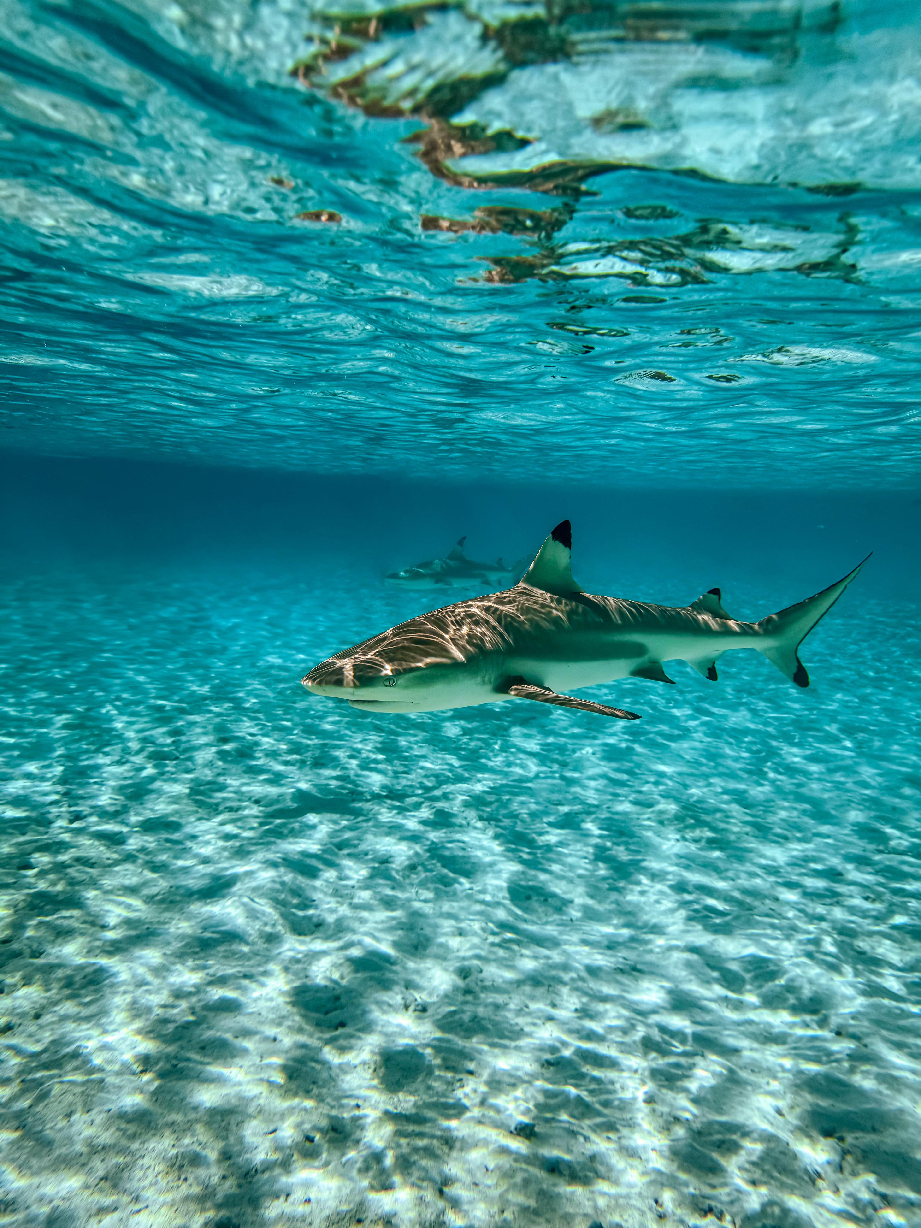 A Blacktip shark swimming alone in crystal clear, blue water.