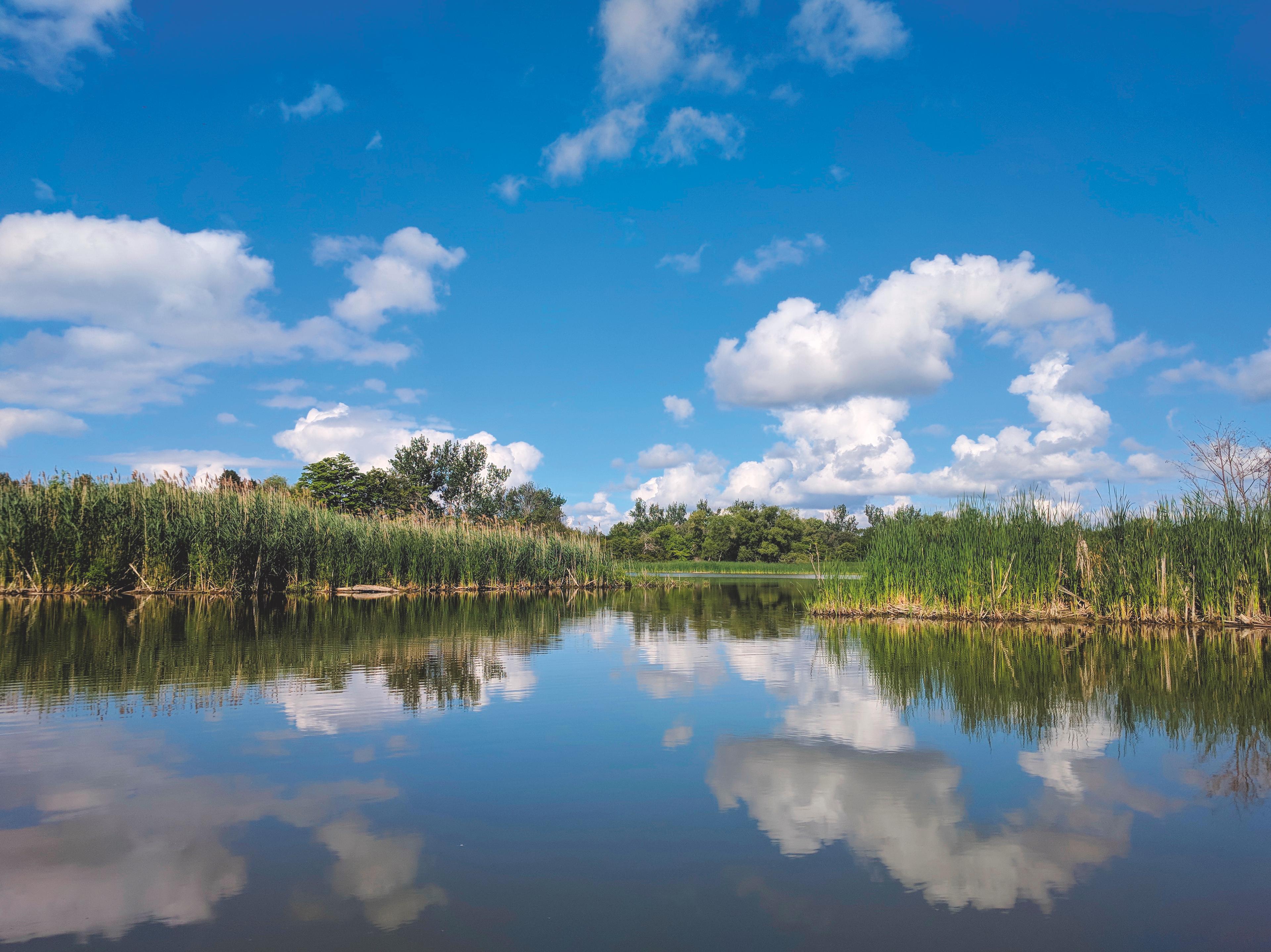 A clear lake surrounded by tall green grass. The water reflects the clouds and blue sky above.