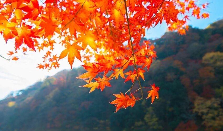 Autumn leaves on a tree in front of a mountain.