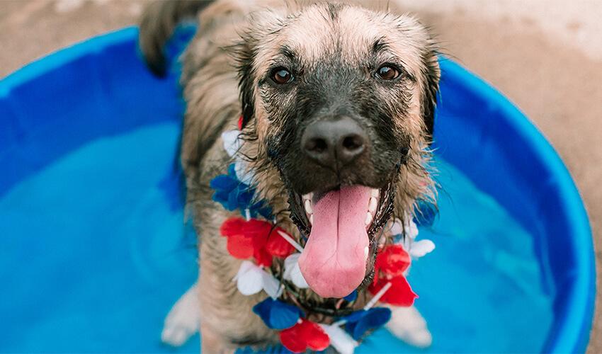 A dog in a blue pool with red, white and blue decorations.