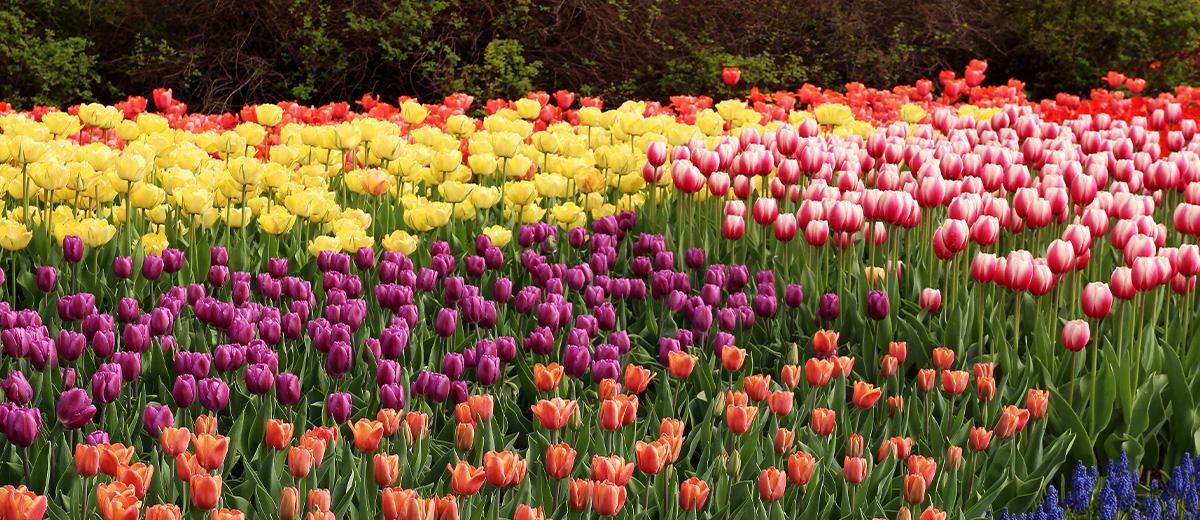 A tulip garden in full bloom, with colours of red, yellow, purple and orange.