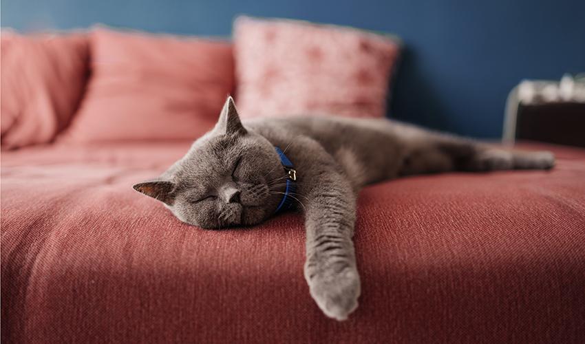 Cat sleeping on a couch.