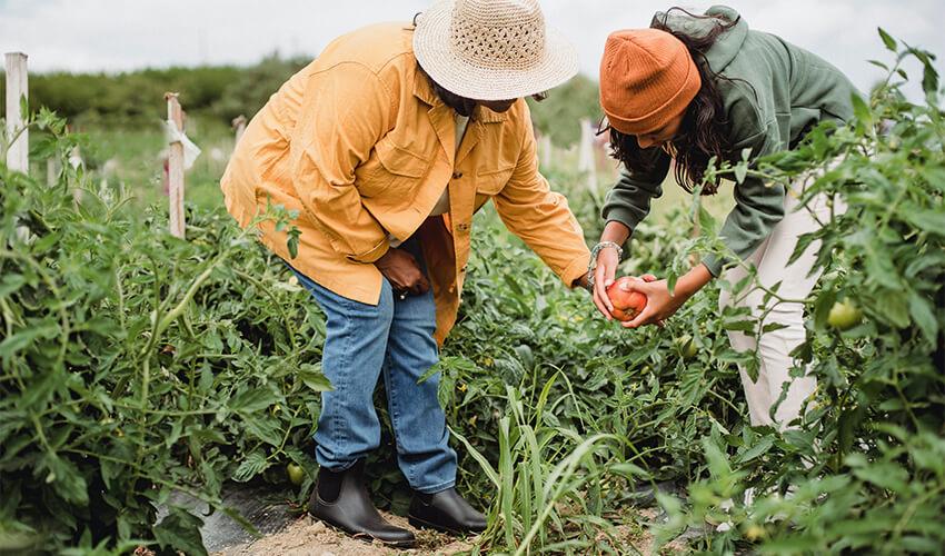 Two women picking tomatoes in a field.