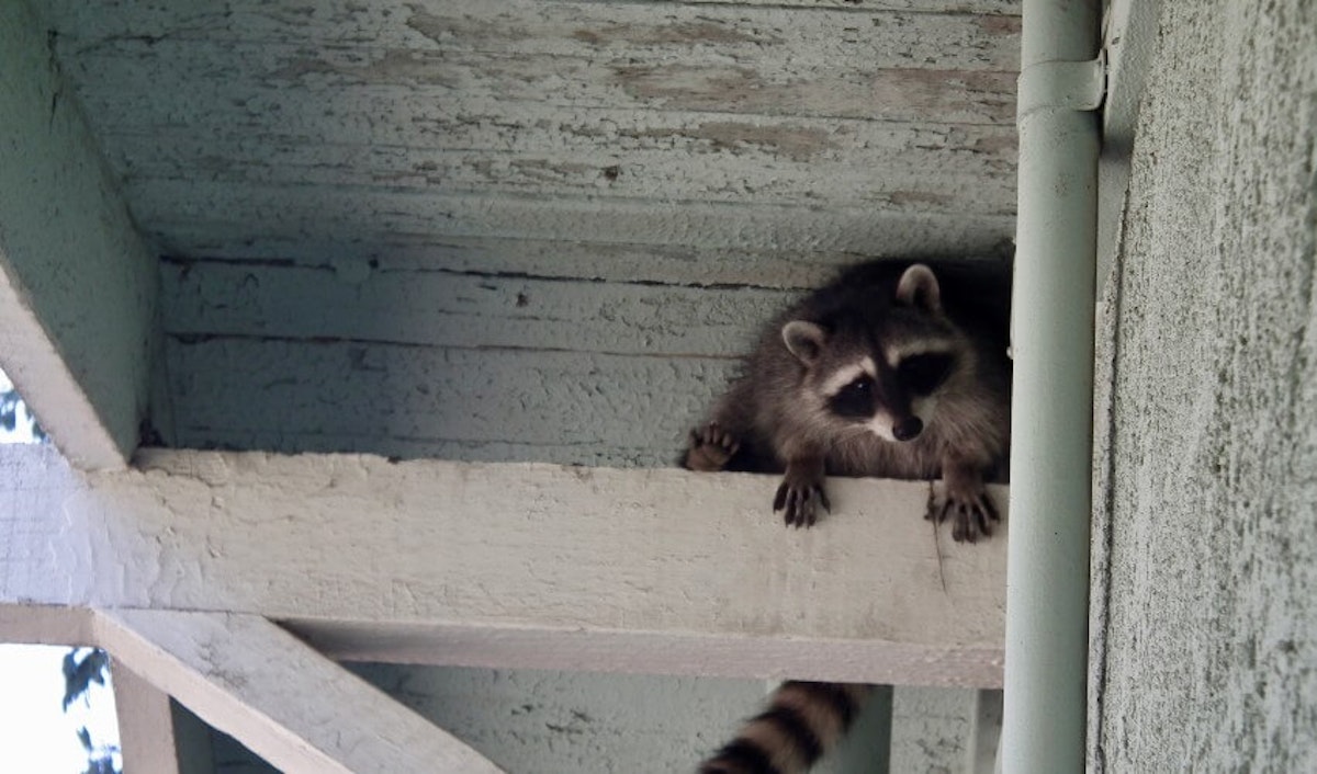 A raccoon is sitting on the edge of a building.