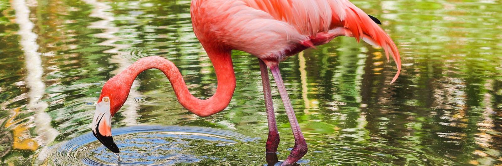 Flamingo in the water