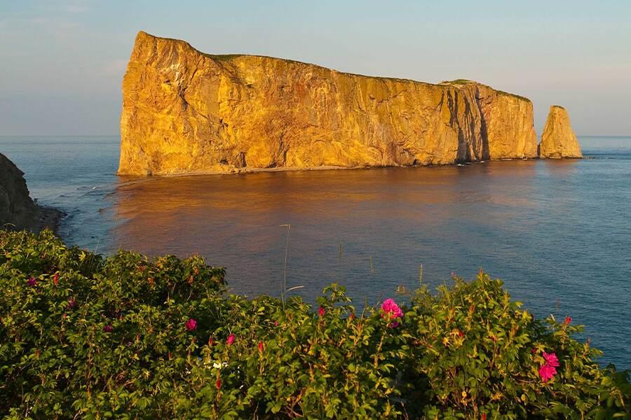 A rocky cliff with flowers on it near the ocean.