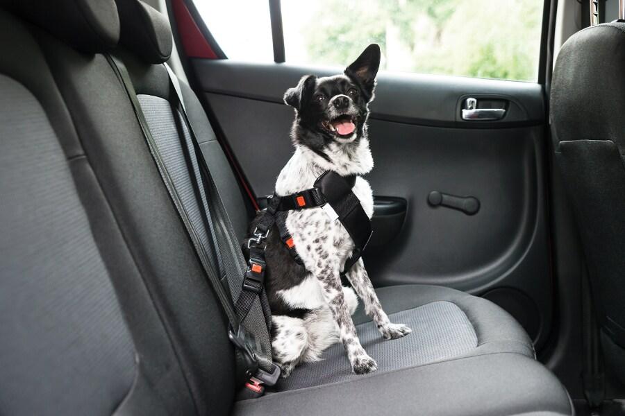 A dog sitting in the back seat of a car.