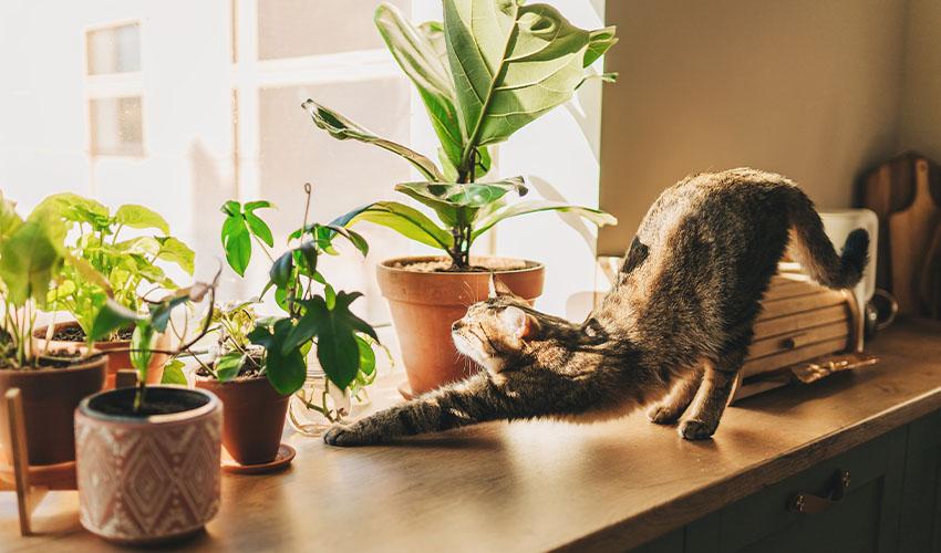 Cat stretching in the sun surrounded by plants.