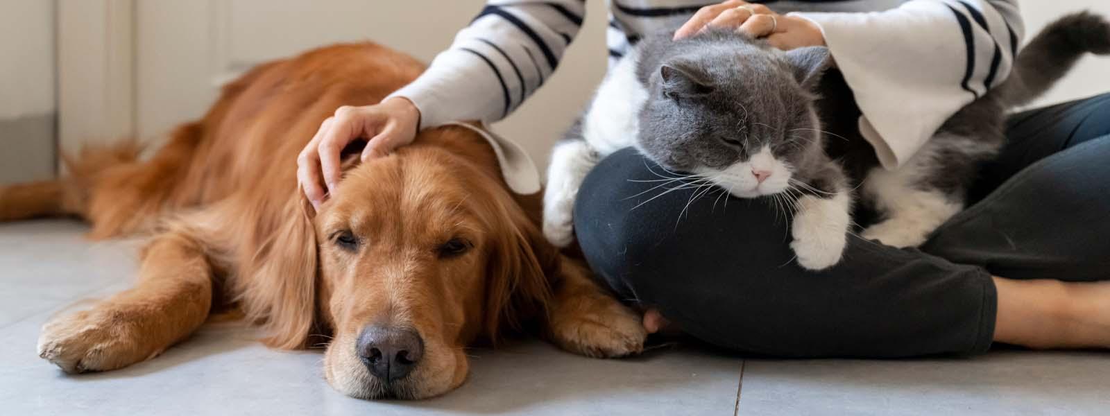 A golden retriever is lying on the floor with its chin on the ground like its feeling unwell. Next to it is a woman, whose hand is on the dog’s read and on the woman’s knee is a grey and white cat with its chin resting on the woman’s leg, its eyes closed. The woman is petting the cat’s head, offering both animals comfort.