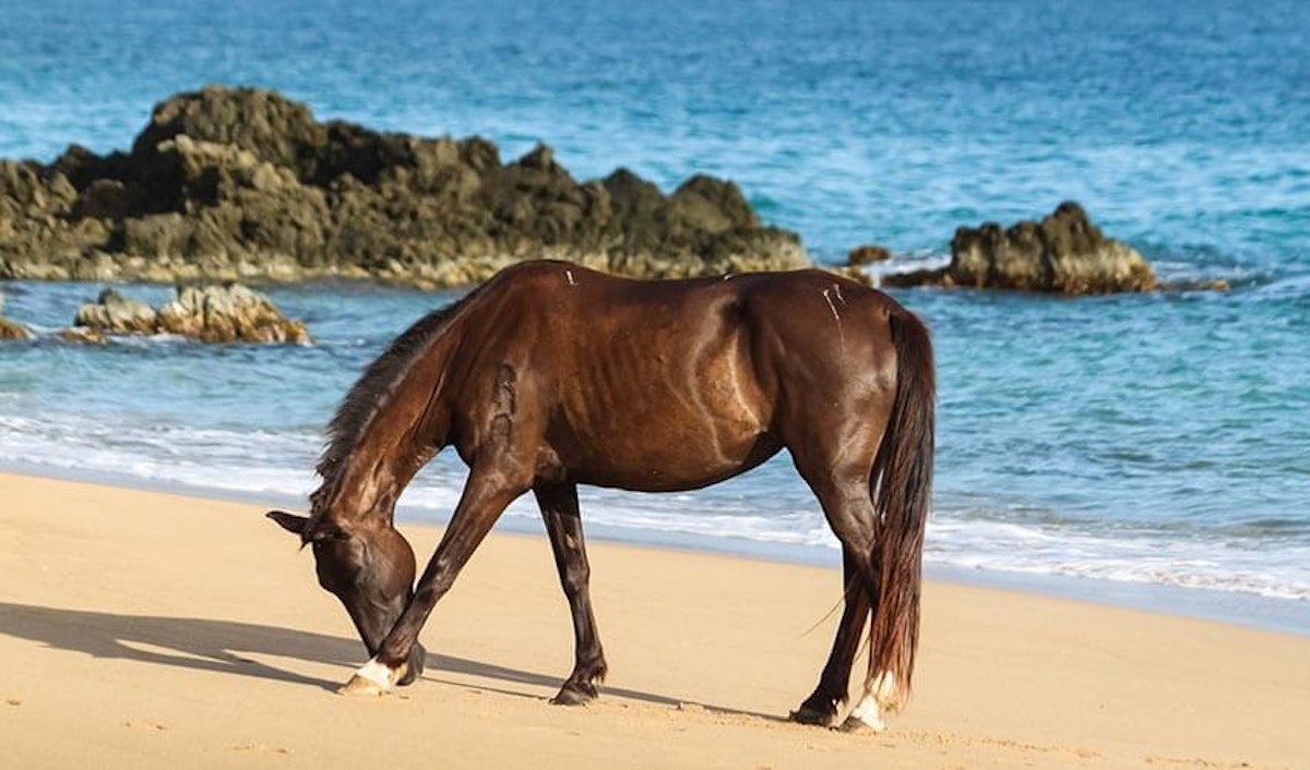 A brown horse grazing on a sandy beach near the ocean.