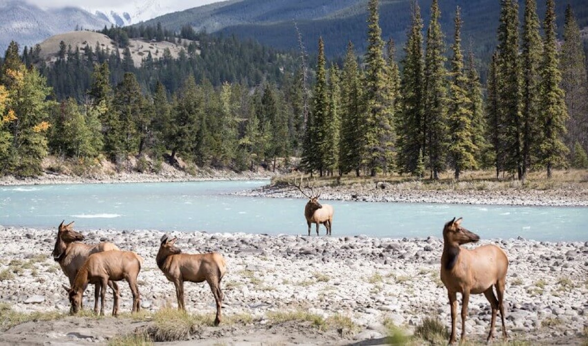 A herd of elk standing near a river.