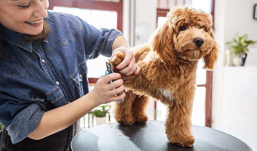 Woman clipping dogs nails.