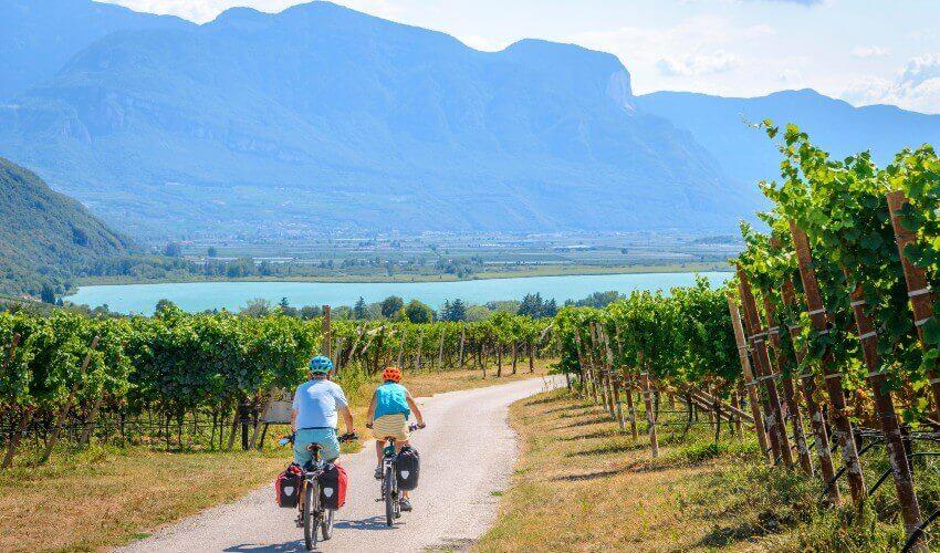 Two people riding bikes down a path in a vineyard.