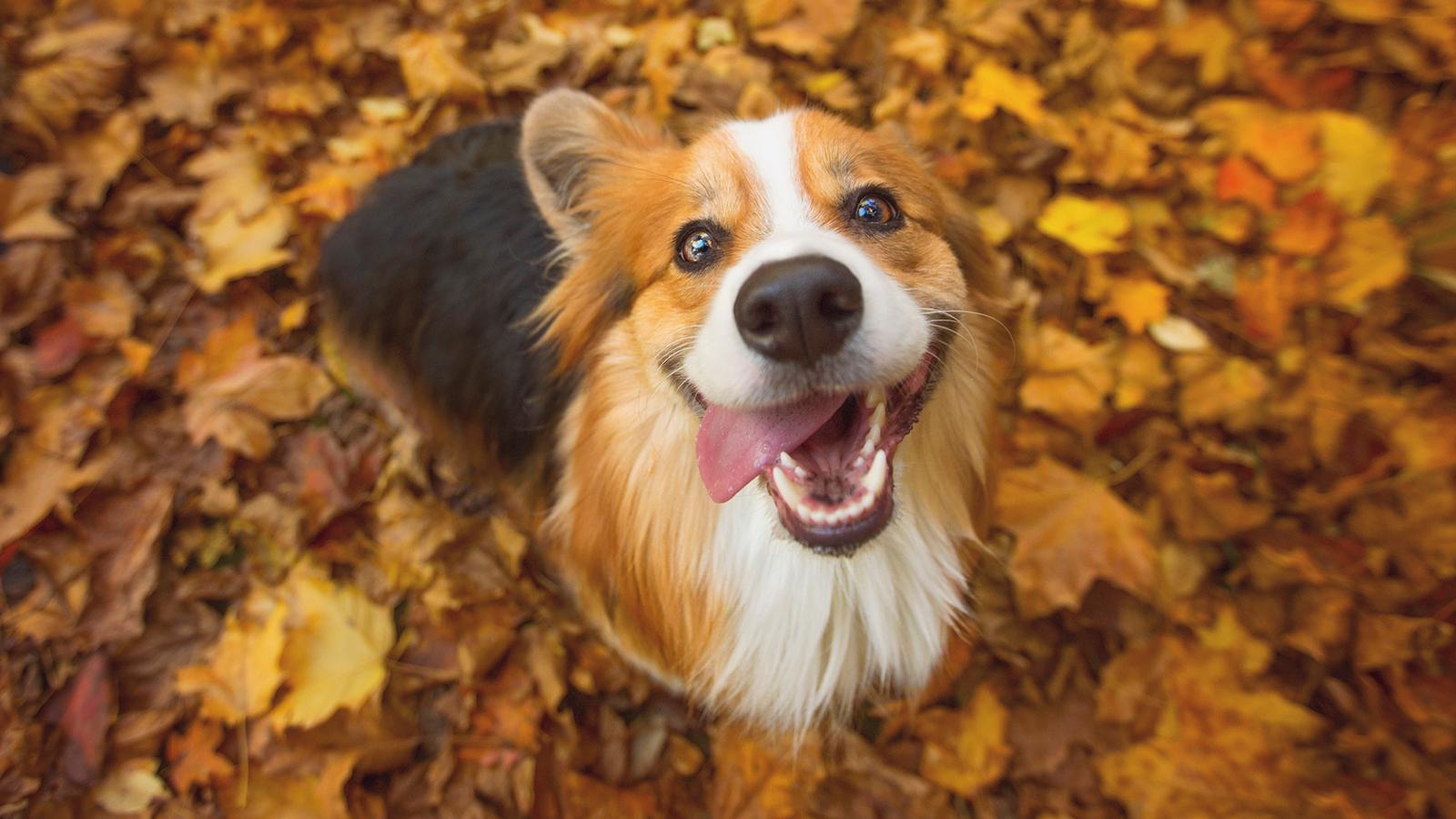 Dog looking up, surrounded to fall leaves.