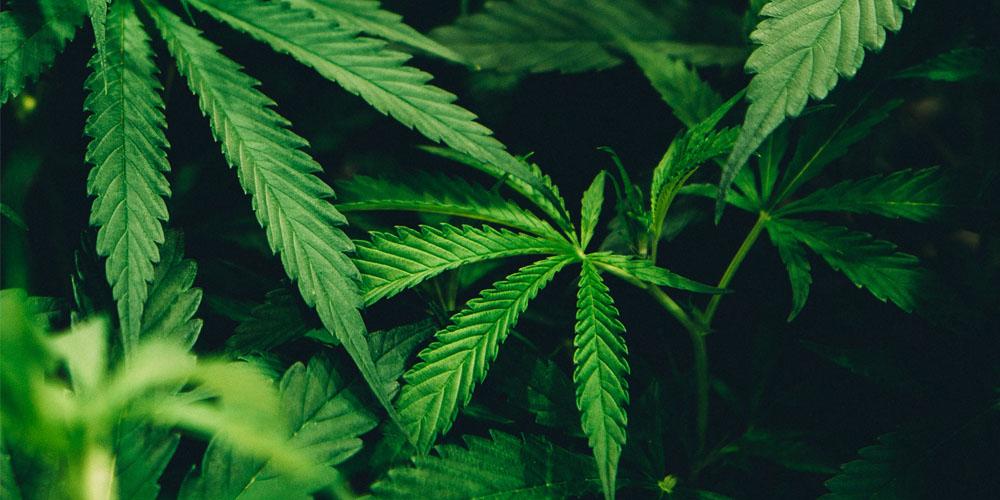 Close-up of cannabis plant leaves.