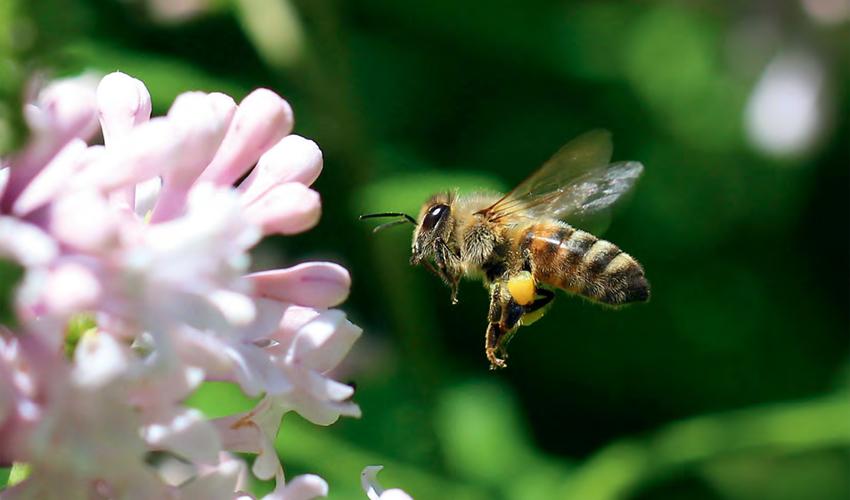 A bee is flying near a pink flower.