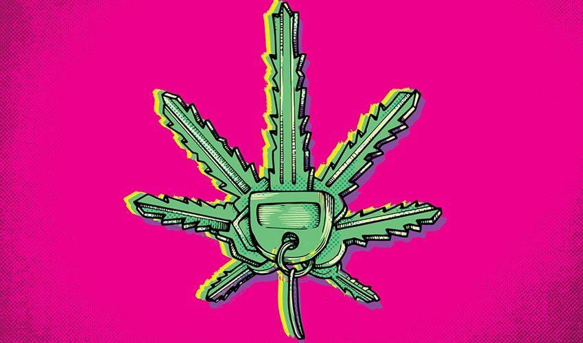An image of a marijuana leaf on a pink background.