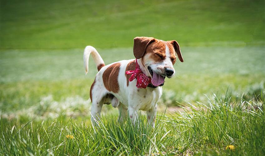 Pet sneezing from allergies.