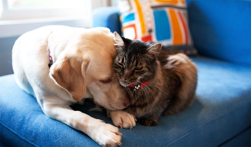Cat and dog sitting together on a couch.