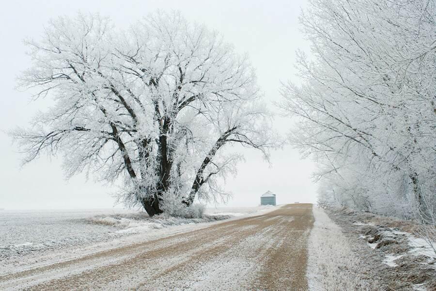 A snow covered dirt road with a tree in the background.