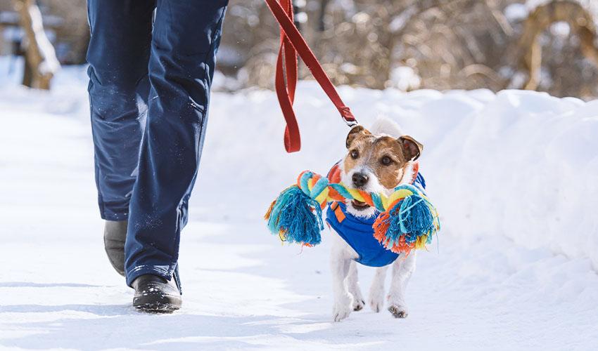 Dog walking in a snow with a coat and a toy.