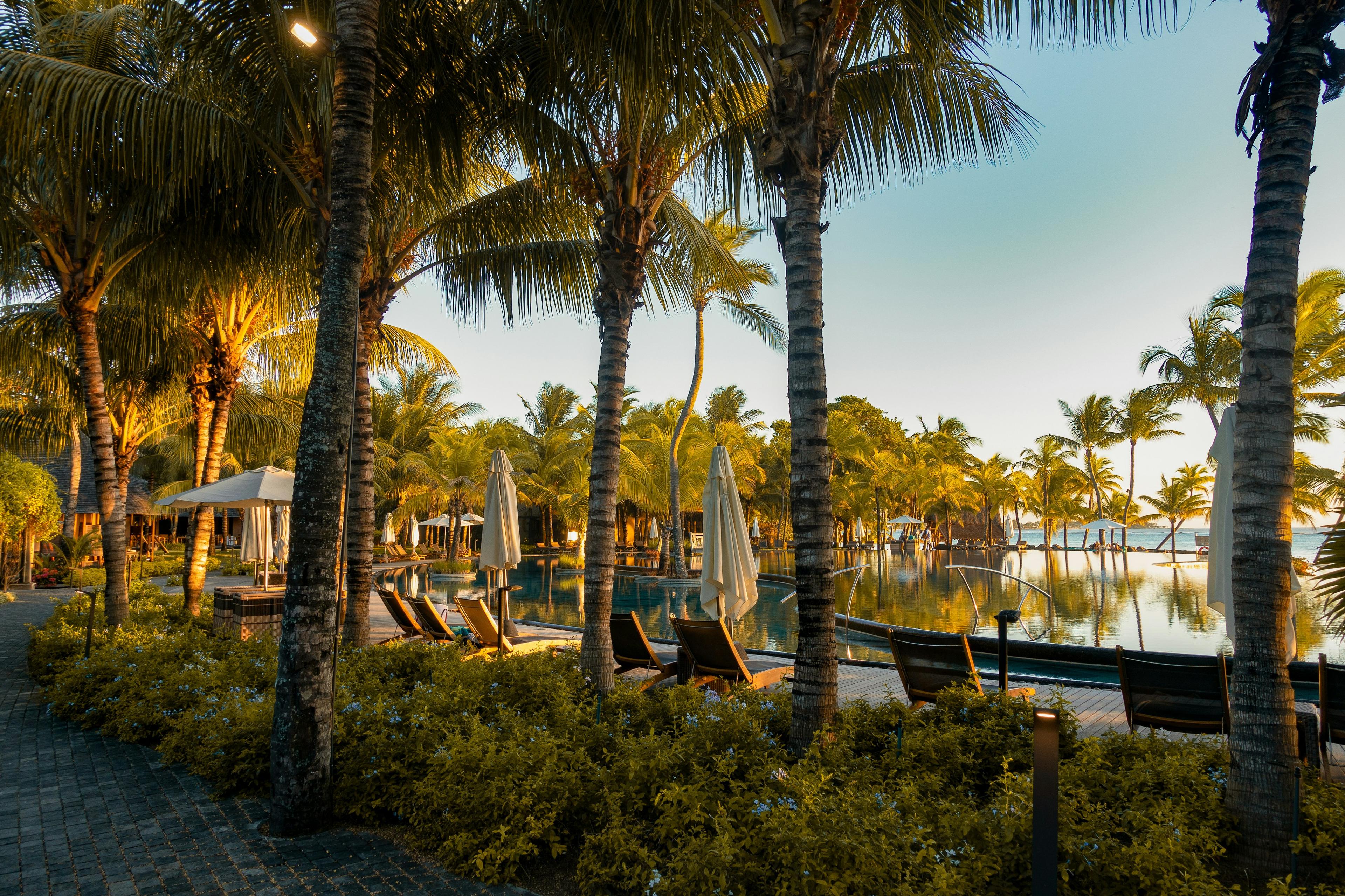 A photo of a pool lined with lounge chairs and white umbrellas, shot from behind a row of palm trees and bushes.
