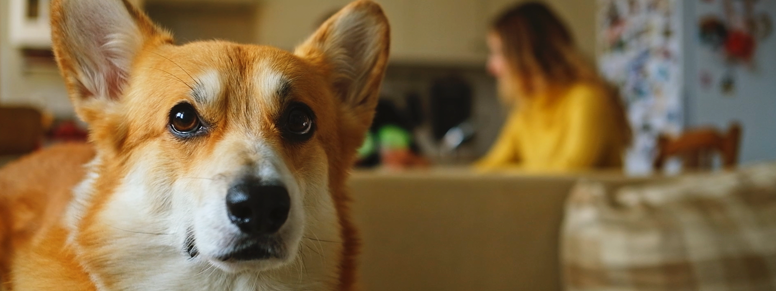 Close up shot of a dog looking above the camera, the woman owner is sitting by the table behind out of focus.