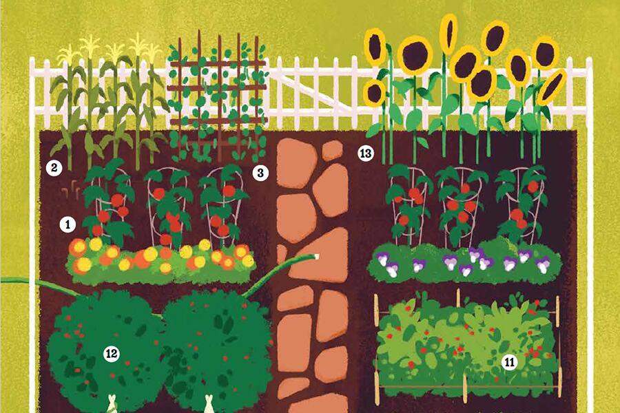 A garden with plants and flowers.