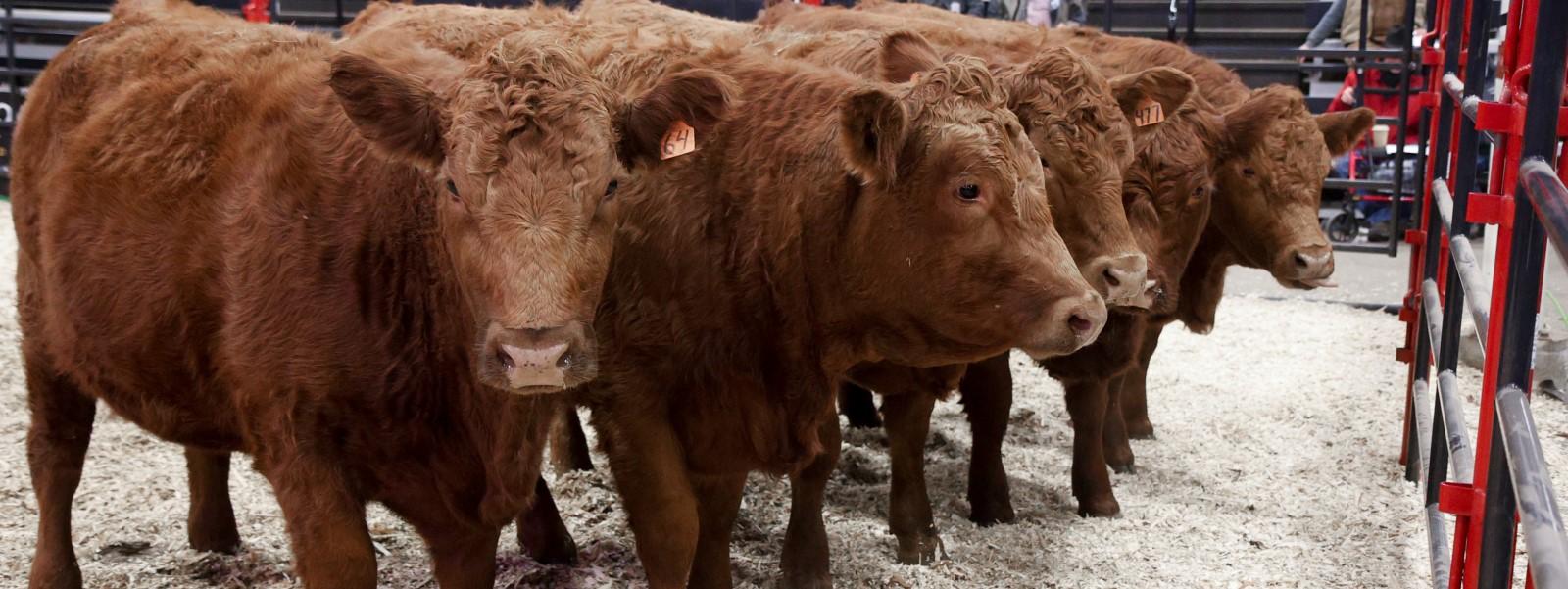 The Western Canada Agribition