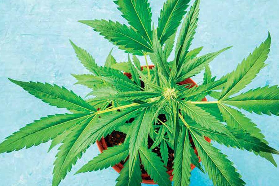 A marijuana plant in a pot on a blue background.