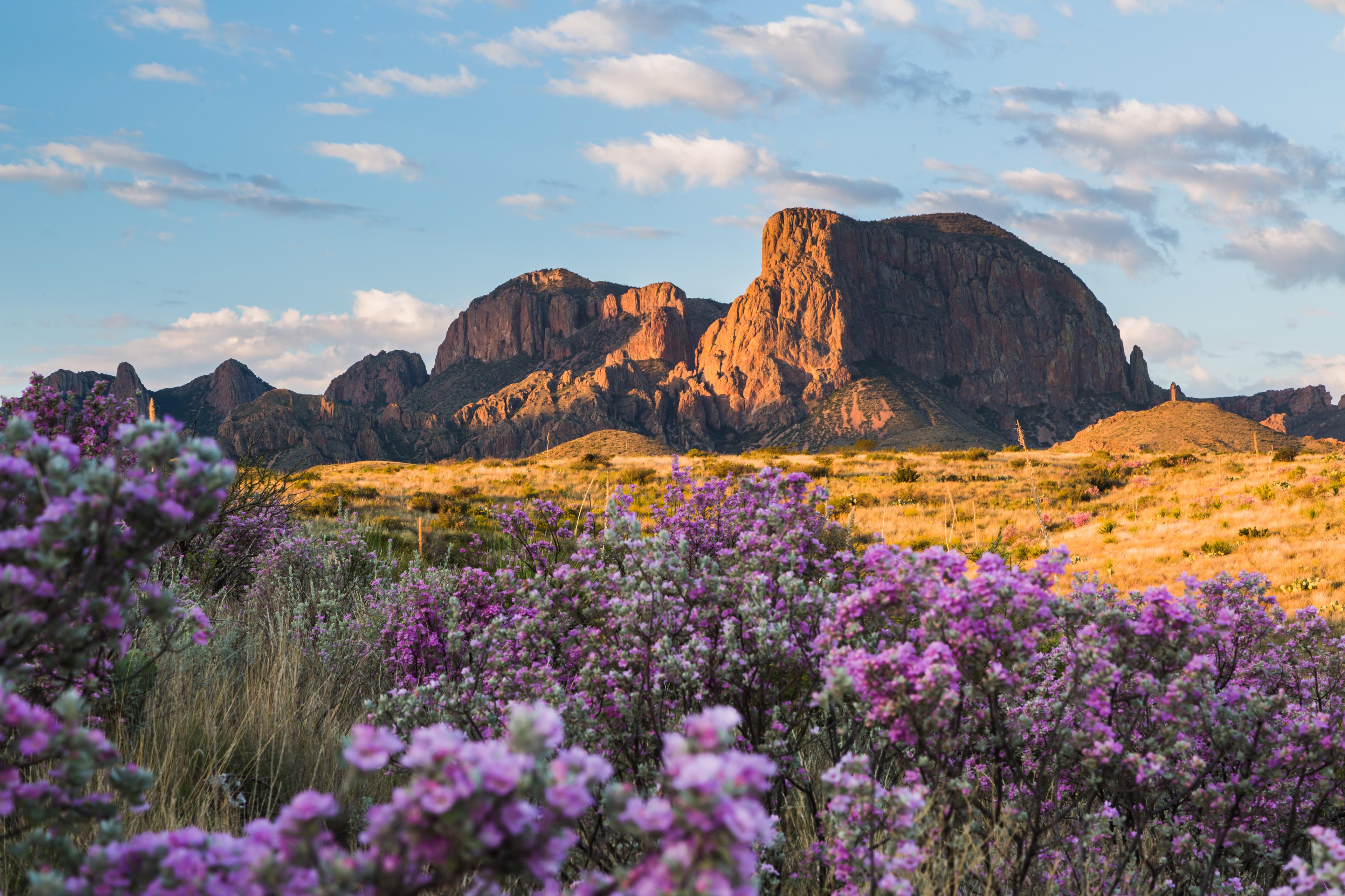 A landscape photo of a large red rock formation in the distance, while in the foreground there is a field of pink and purple flowers. The sun is setting, casting orange light on the scene and the sky behind it all is clear and light blue.