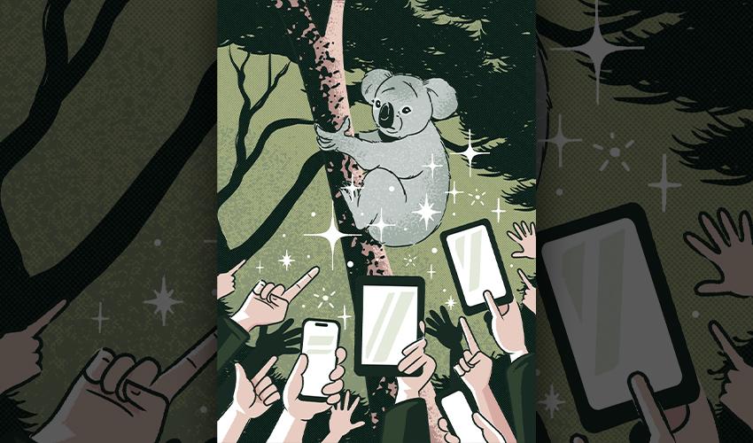 An illustration of a koala hanging from a tree.