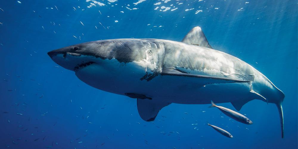 A great white shark swimming in the ocean.